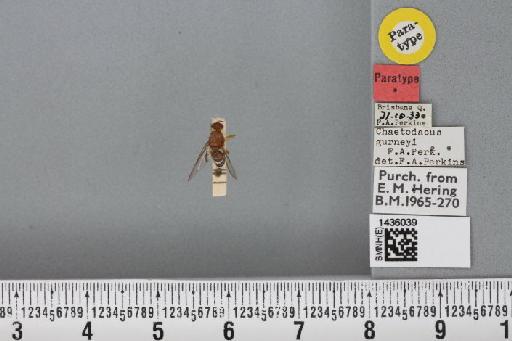 Bactrocera (Bactrocera) halfordiae (Tryon, 1927) - BMNHE_1436039_29734