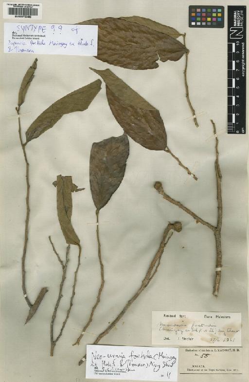 Neo-uvaria foetida (Maingay ex Hook.f. & Thomson) Airy Shaw - BM000759456