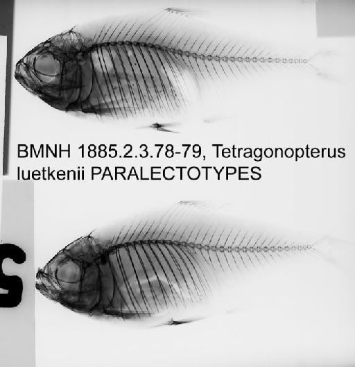 Tetragonopterus luetkenii Boulenger, 1887 - BMNH 1885.2.3.78-79, Tetragonopterus luetkenii PARALECTOTYPES radiograph