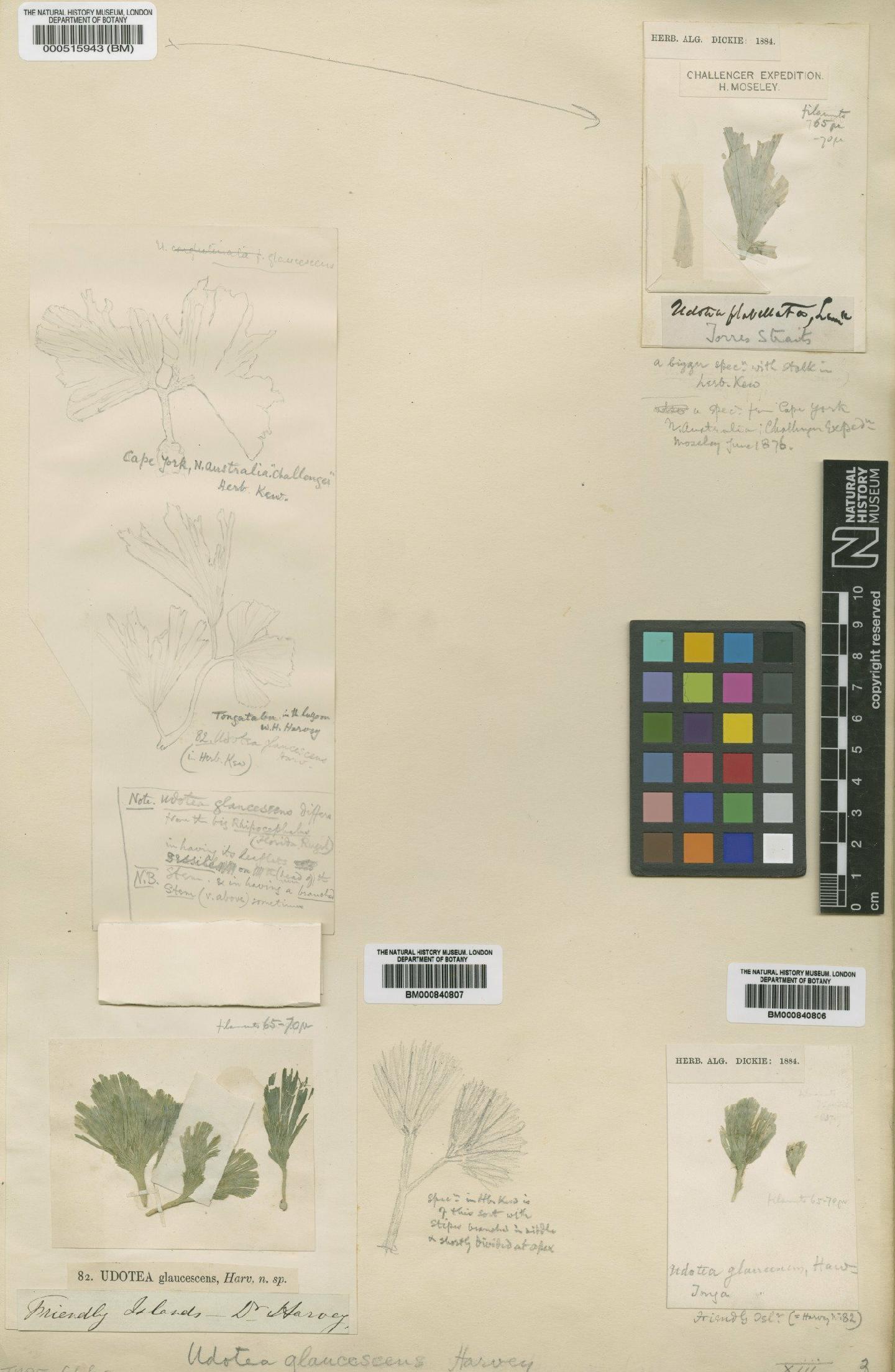 To NHMUK collection (Udotea glaucescens Harv. ex J.Agardh; NHMUK:ecatalogue:4831073)