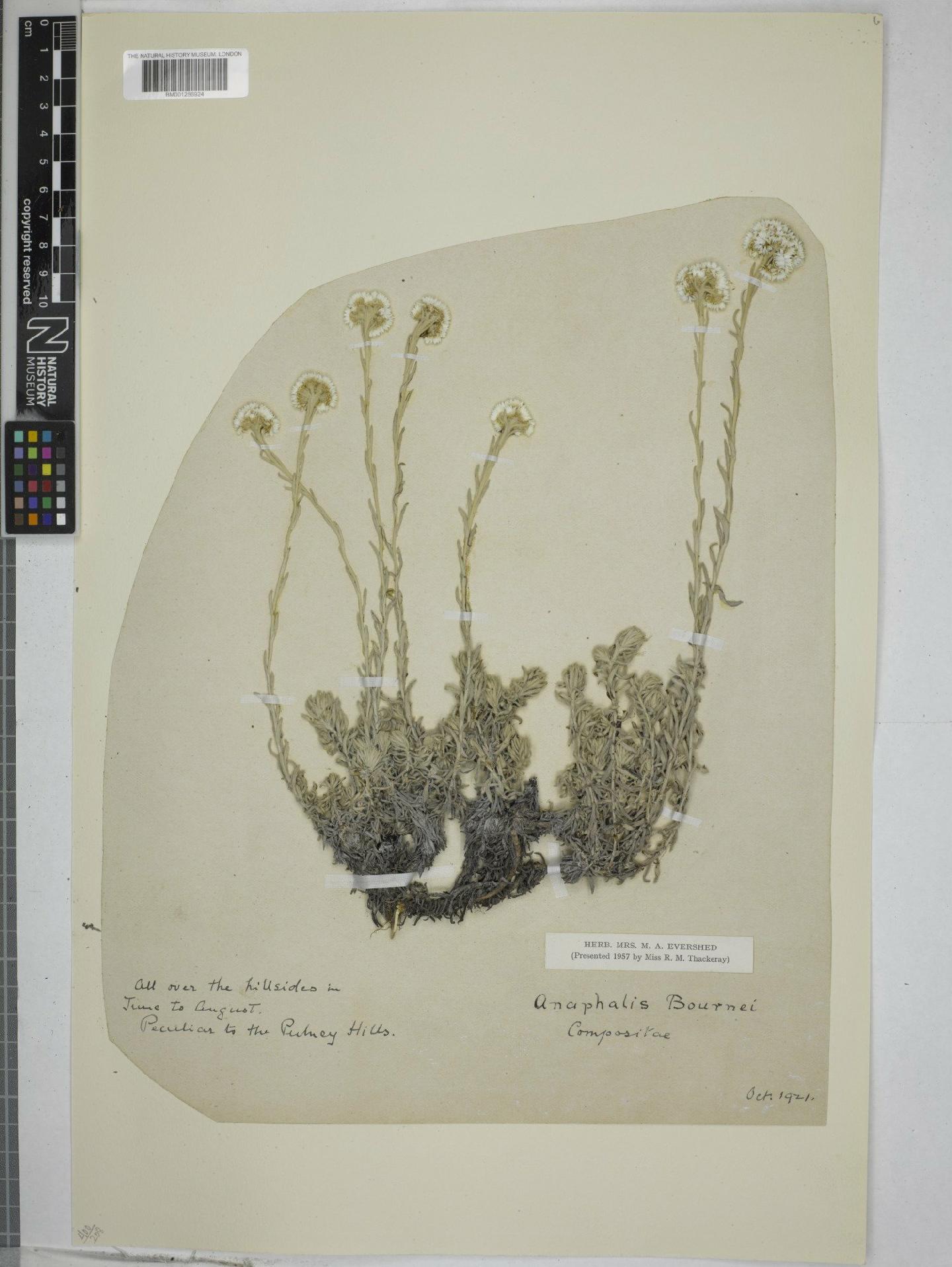 To NHMUK collection (Anaphalis bournei Fyson; NHMUK:ecatalogue:9151727)