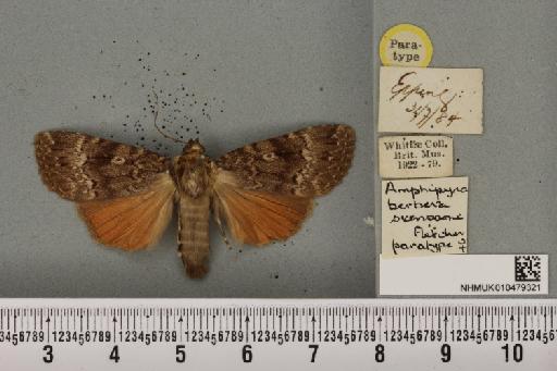 Amphipyra berbera svenssoni Fletcher, D.S., 1968 - NHMUK_010479321_571716