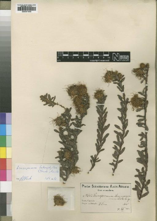 Leucospermum heterophyllum (Thunb.) Rourke - BM000910808