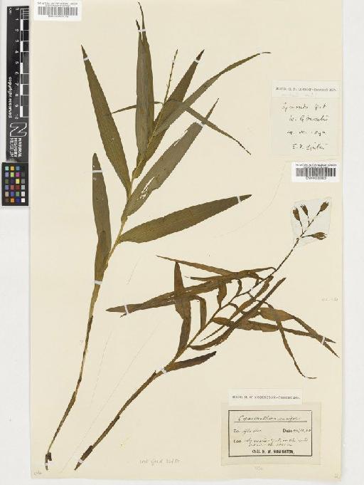 Cephalanthera longifolia (L.) Fritsch - BM000955020