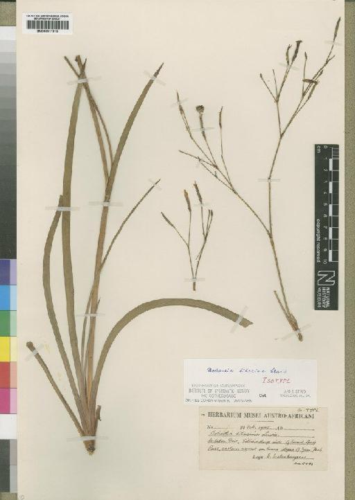 Bobartia lilacina Lewis - BM000911919