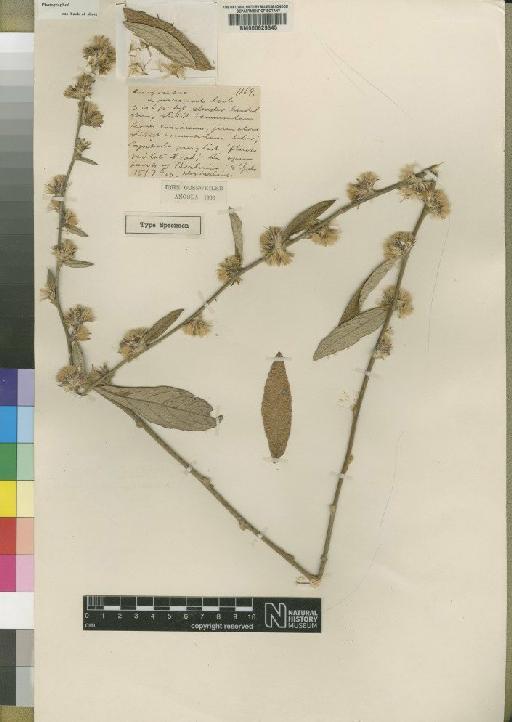 Vernonia bullulata Moore - BM000629345