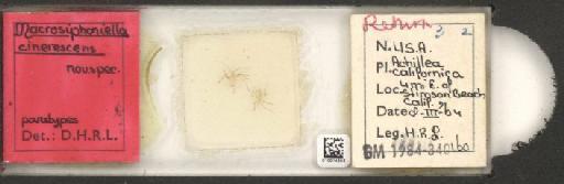 Macrosiphoniella (Phalangomyzus) cinerescens Hille Ris Lambers, 1966 - 010014583_112663_1094768