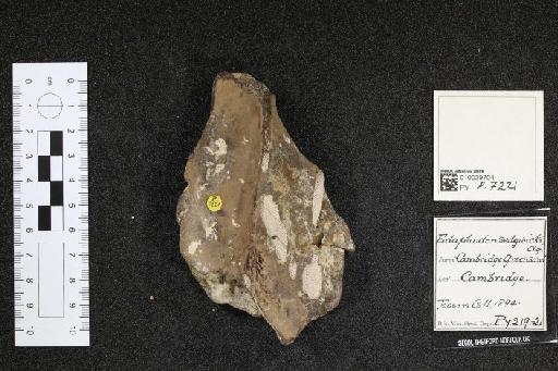 Edaphodon sedgwicki infraphylum Gnathostomata Agassiz, 1843 - 010039704_L010040985