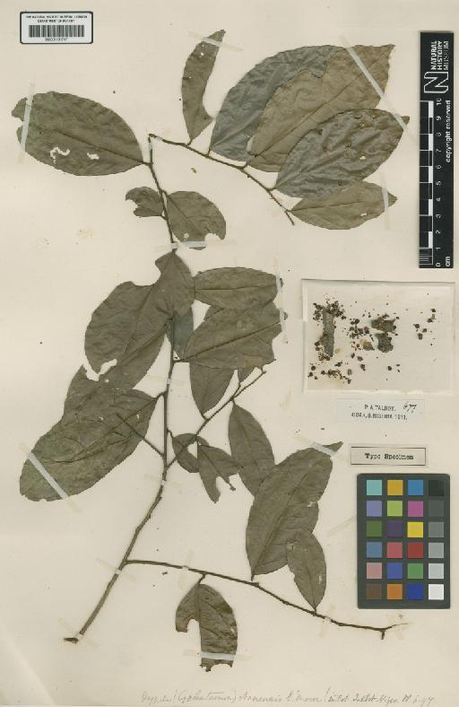 Drypetes obanensis S.Moore - BM001191747