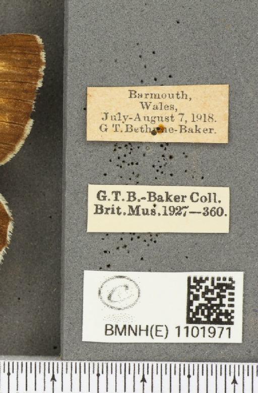 Hipparchia semele semele Linnaeus, 1758 - BMNHE_1101971_label_13225
