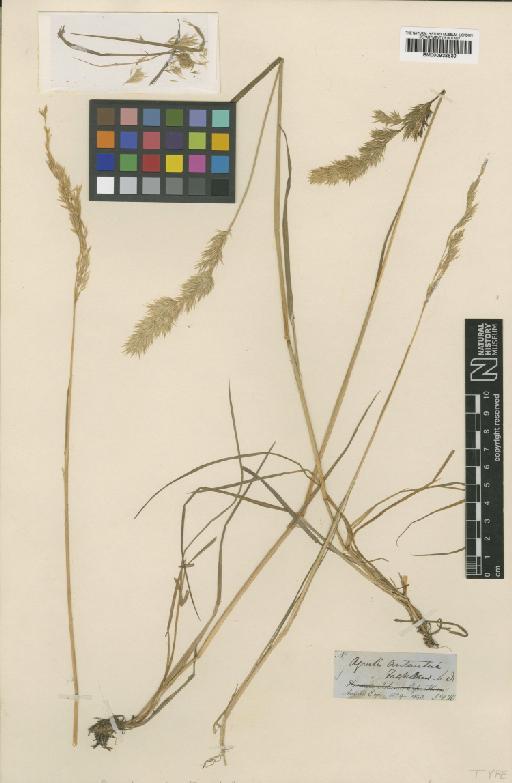 Agrostis magellanica Lam. - BM000938539