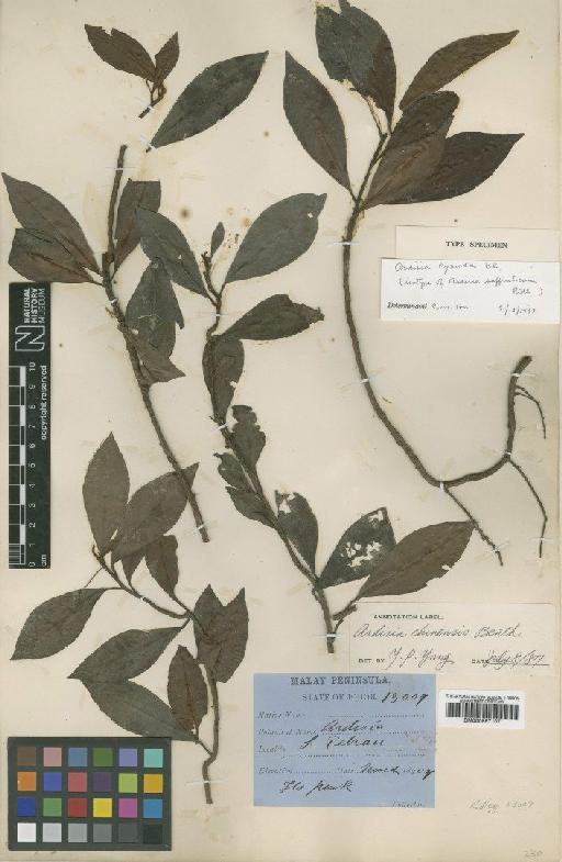 Ardisia cymosa Blume - BM000997107
