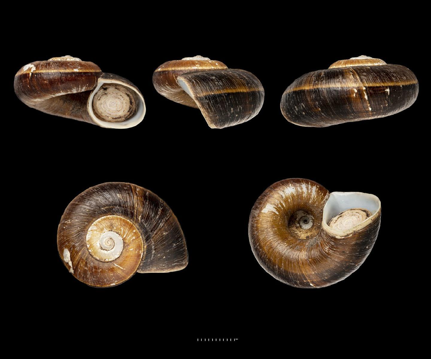 To NHMUK collection (Neocyclotus peruvianus Da Costa, 1906; SYNTYPE; NHMUK:ecatalogue:2852443)