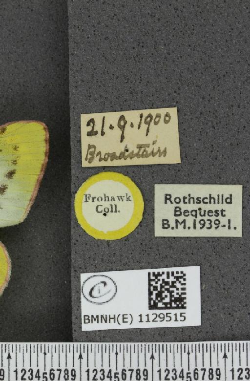 Colias hyale ab. radiiformis Schultz, 1904 - BMNHE_1129515_label_87248