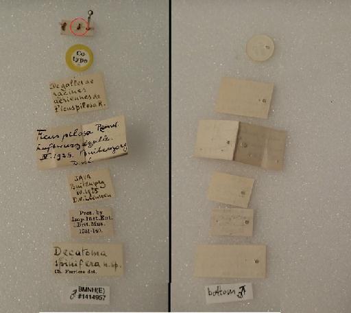 Decatoma spinifera Ferrière, 1929 - Eurytoma spinifera syntype M #1414957 labels