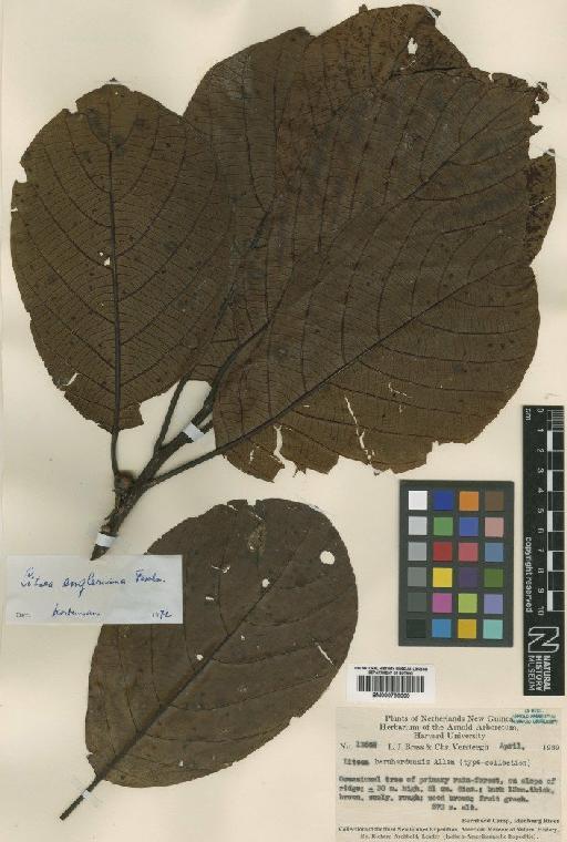 Litsea engleriana Teschner - BM000799099