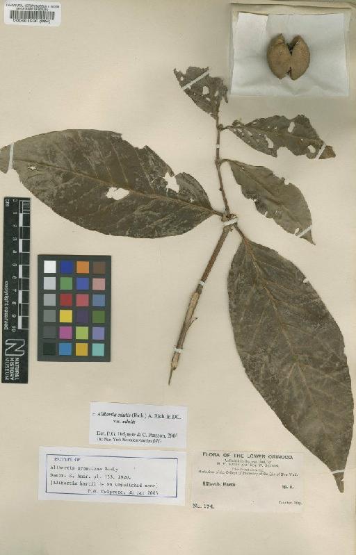 Alibertia edulis var. edulis (Rich.) A.Rich. ex DC. - BM000581968