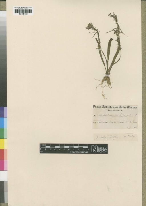 Trachyandra hispida (L.) Kunth - BM000911665