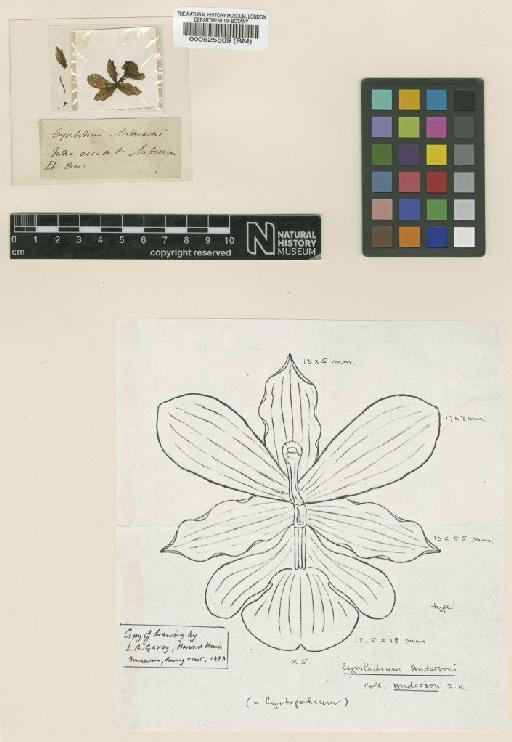 Cyrtopodium andersonii (Lamb. ex Andrews) R.Br. - BM000525869