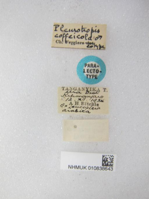 Pediobius coffeicola (Ferrière, 1936) - 010838643_Pleurotropis_coffeicola_M_Syntype_labels