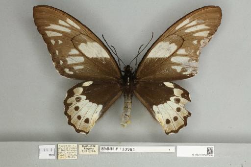 Ornithoptera priamus poseidon Doubleday, 1847 - 013603848__