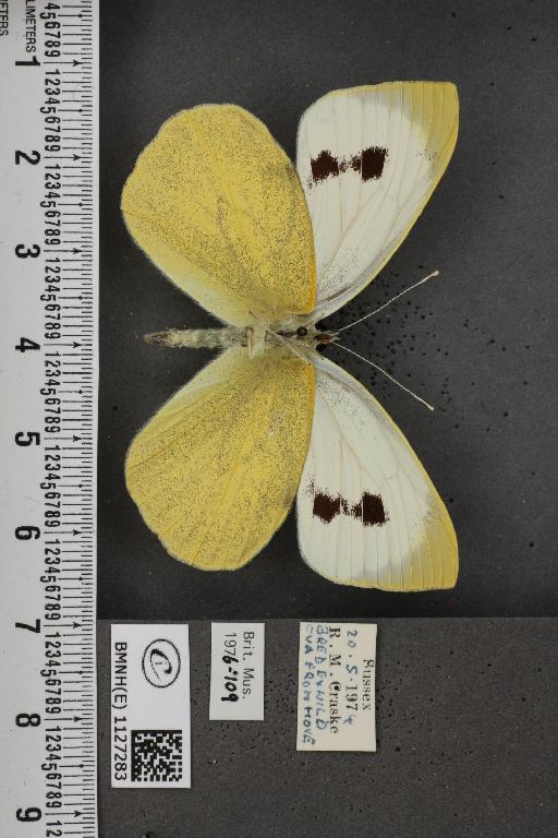 Pieris brassicae ab. fasciata Kiefer, 1918 - BMNHE_1127283_84500