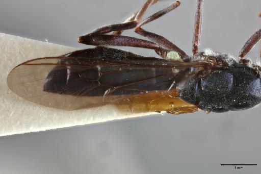 Nothomyia bicolor Hollis, 1962 - 014595273_forewing