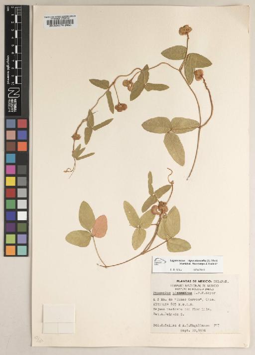 Vigna adenantha (G.Mey.) Maréchal, Mascherpa & Stainier - BM000556276