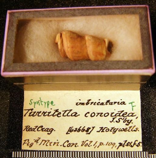 Turritella conoidea Sowerby, 1814 - OR 43668 Turritella imbricataria (specimen+label)