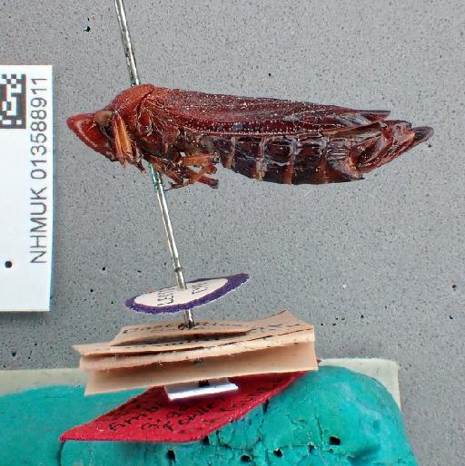 Amblydisca gigas Fowler, 1898 - 013588911 Amblydisca gigas LT f lateral