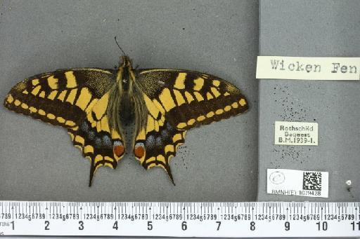 Papilio machaon britannicus ab. aurantior Krulikowsky, 1890 - BMNHE_1079428_64810