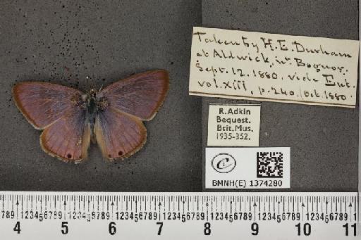 Lampides boeticus (Linnaeus, 1767) - BMNHE_1374280_167617