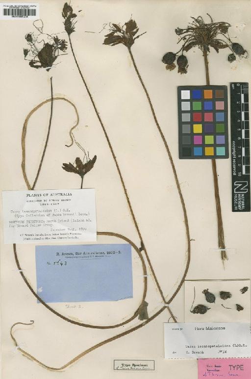 Tacca leontopetaloides (L.) Kuntze - BM000990236