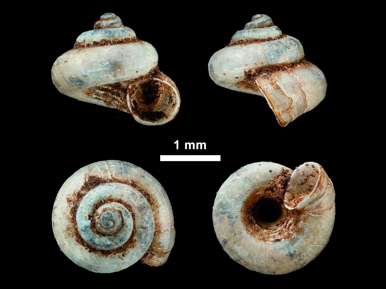 To NHMUK collection (Jerdonia kolamulliense W. T. & H. F. Blanford, 1861; NEOTYPE; NHMUK:ecatalogue:8975995)