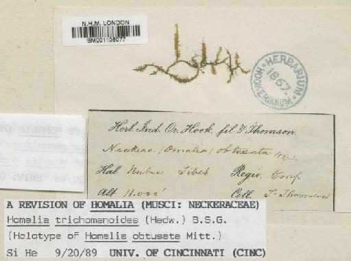 Homalia trichomanioides (Hedw.) Bruch, Schimp. & W.Gümbel - BM001108077