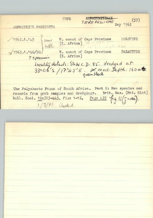 Amphitrite pauciseta Day, 1963 - Poychaeta_Type_0051-combined