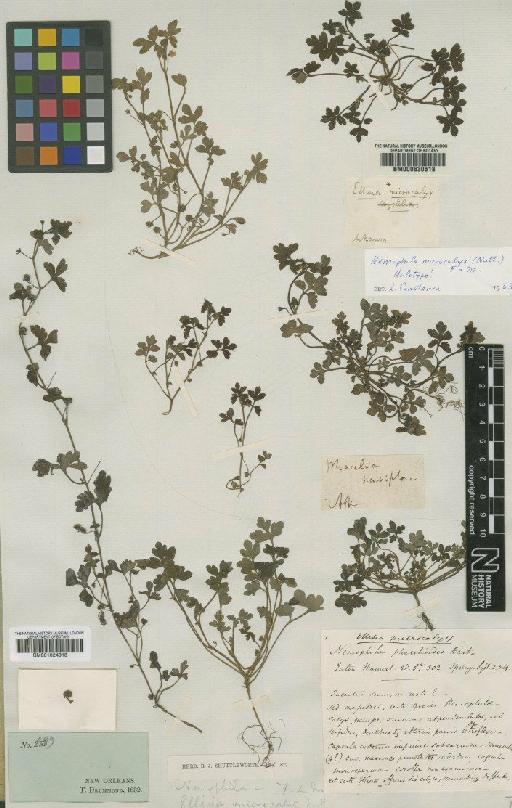 Nemophila microcalyx (Nutt.) Mey - BM000630518