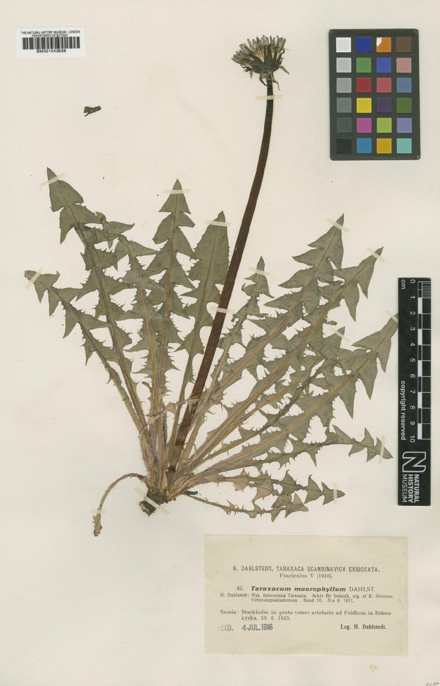 To NHMUK collection (Taraxacum maurophyllum Dahlst.; Type; NHMUK:ecatalogue:1999325)