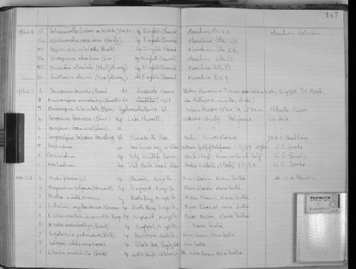 Conopeum seurati (Canu, 1928) - Zoology Accessions Register: Bryozoa: 1950 - 1970: page 147