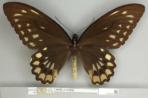 Ornithoptera croesus croesus Wallace, 1859 - 013604979__
