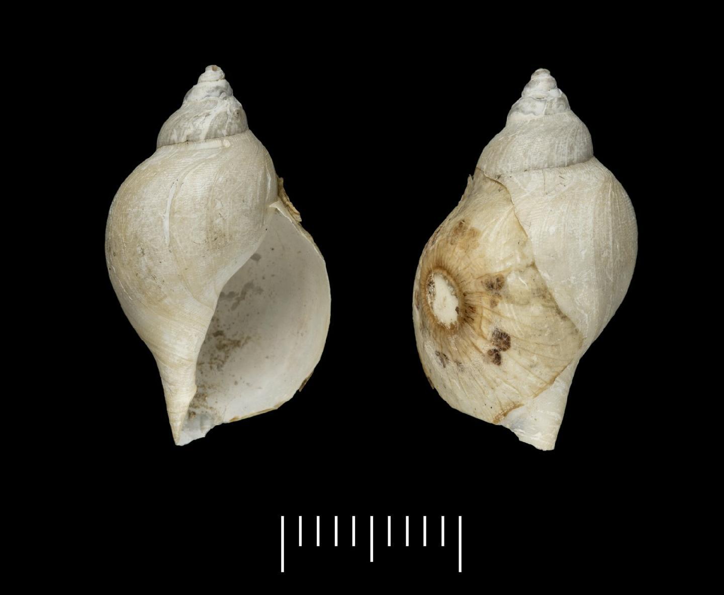 To NHMUK collection (Pleurotoma (Thesbia) membranacea Watson, 1885; SYNTYPE; NHMUK:ecatalogue:3500428)