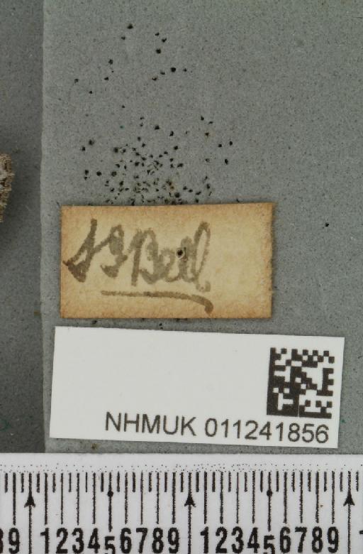 Antitype chi (Linnaeus, 1758) - NHMUK_011241856_a_label_642964