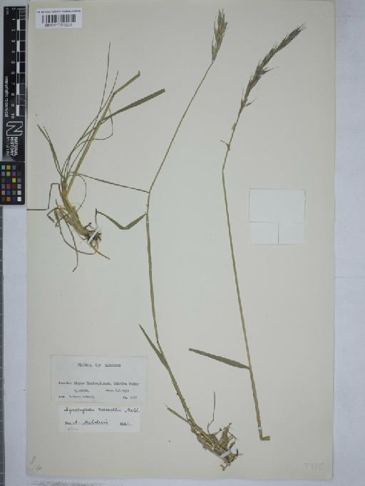 Elymus russellii (Melderis) Cope - 011029531