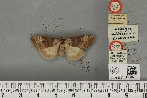 Tetheella fluctuosa ab. albilinea Cockayne, 1951 - BMNHE_1543947_236648