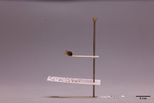 Scelioninae Haliday, 1839 - 013612448_lateral