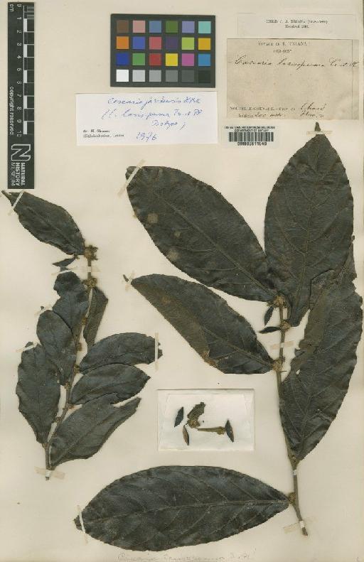 Casearia javitensis Kunth - BM000611048