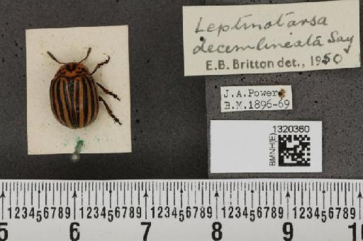 Leptinotarsa decemlineata (Say, 1824) - BMNHE_1320360_11646