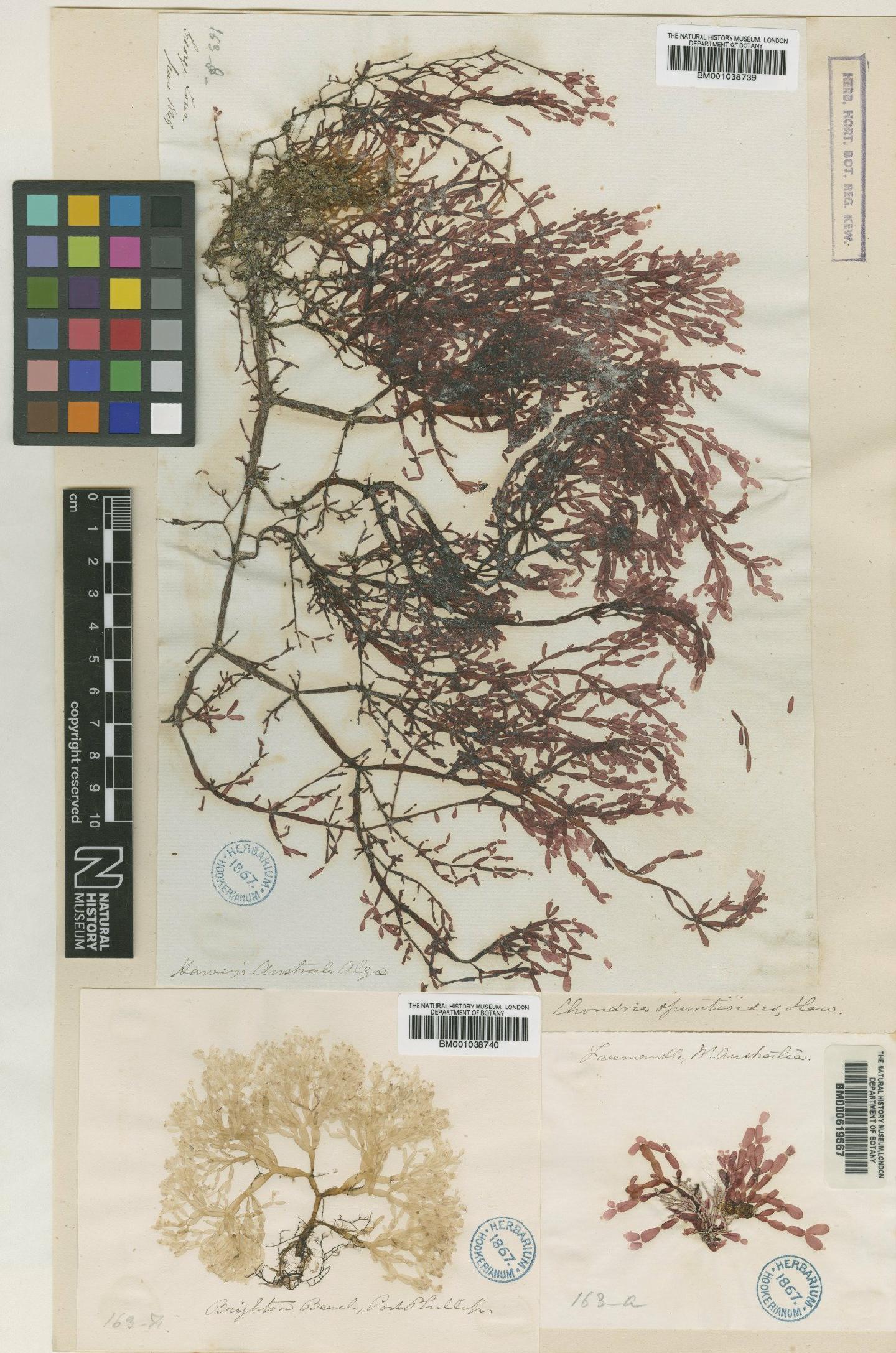 To NHMUK collection (Coeloclonium opuntioides (Harv.) J.Agardh; TYPE; NHMUK:ecatalogue:4791368)