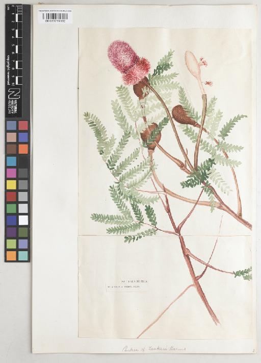 Parkia bicolor A.Chev. - BM013719102