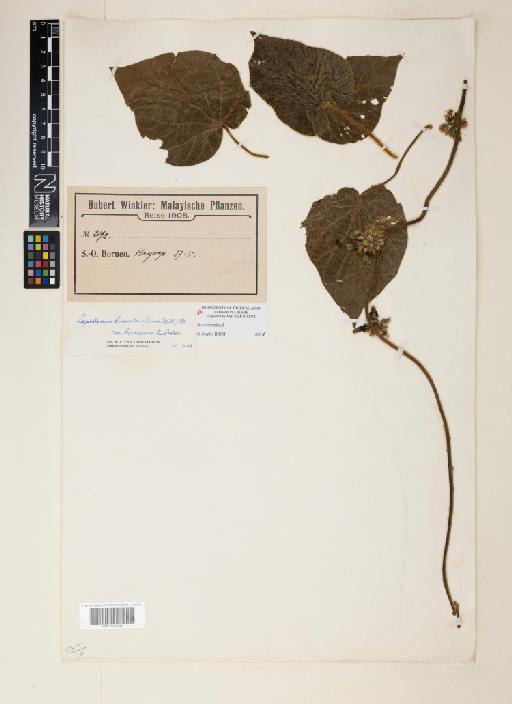 Lepistemon binectariferum var. borneense - 001253052